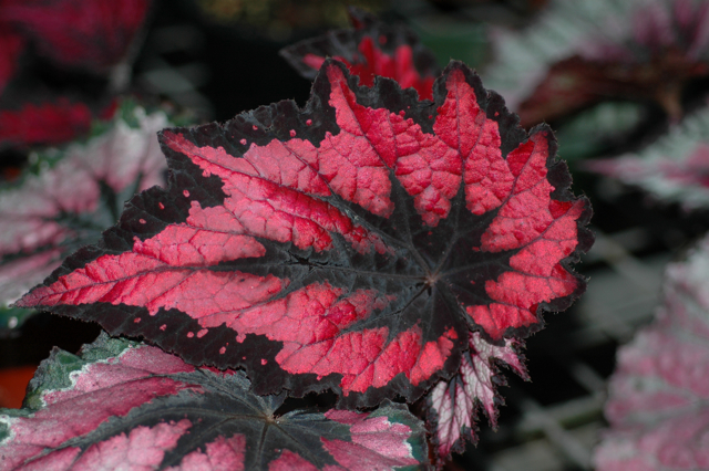 B. ‘Flame’